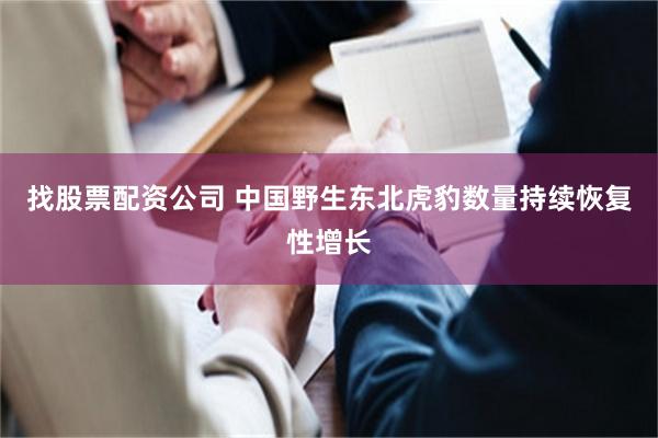 找股票配资公司 中国野生东北虎豹数量持续恢复性增长