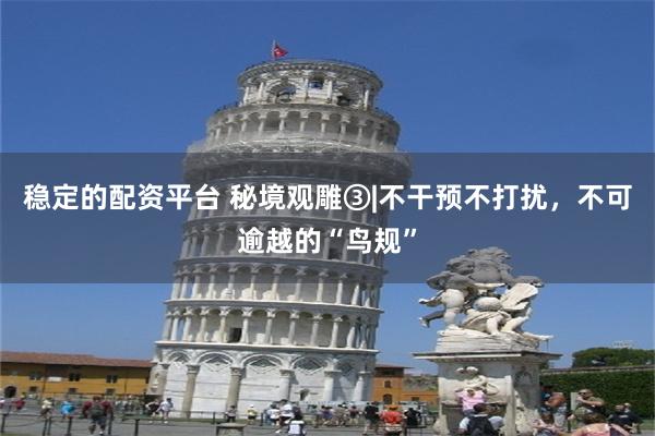 稳定的配资平台 秘境观雕③|不干预不打扰，不可逾越的“鸟规”